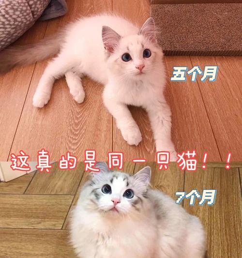 如何消除恋爱尴尬期（走出尴尬期，享受恋爱乐趣）
