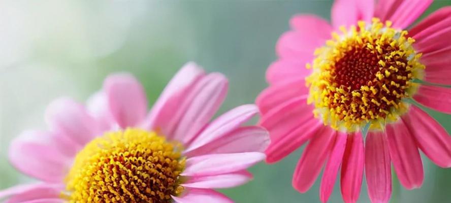 挽回金牛座的爱情——一步步实现（从了解性格到沟通技巧，让你重新赢得TA的心）
